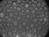 Foam-C sample coarsening
