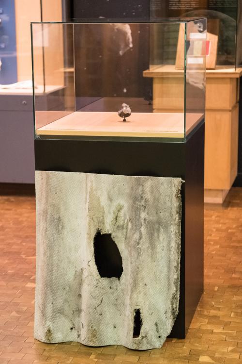 La météorite de Tintigny et la tuile à travers laquelle elle est tombée